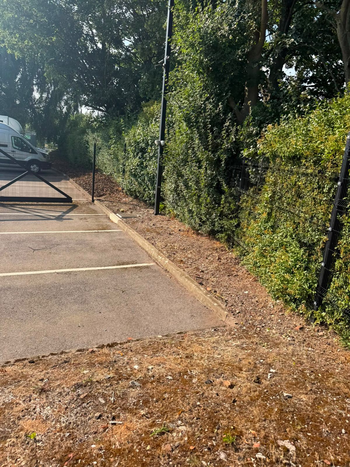 Trimmed hedgerow along a car park boundary