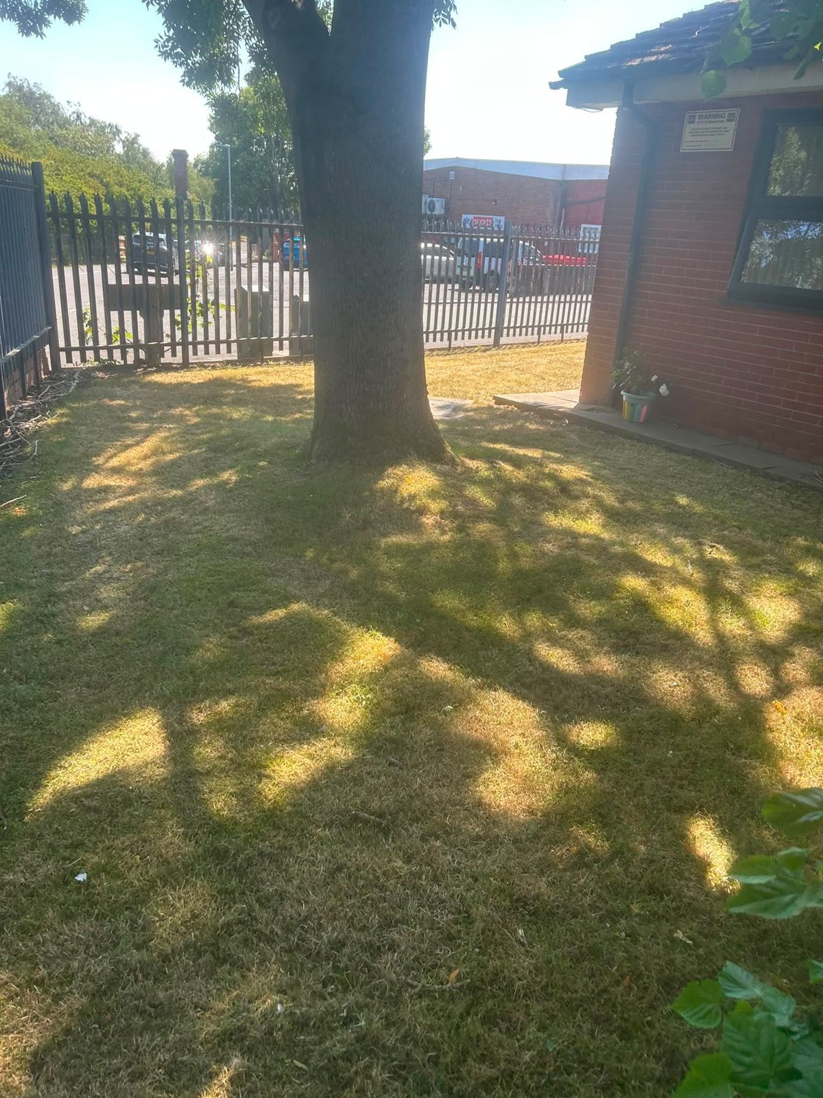 Mature tree on a mown lawn at a commercial unit